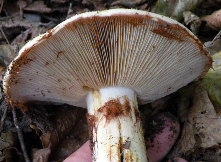 Cortinarius dalle colline reggiane